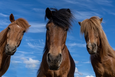 Drie paarden