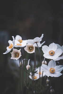 Bílé květy 
