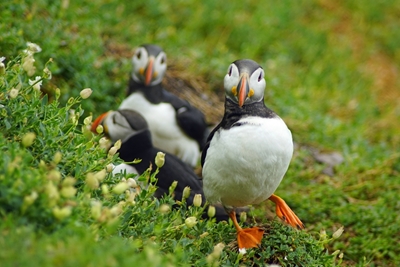 Hopping Puffin