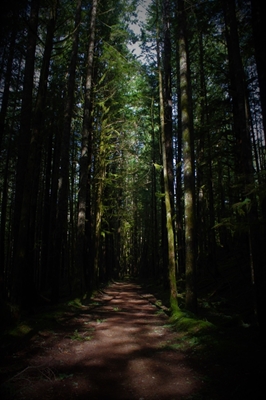 Skogsvägen och de höga träden 