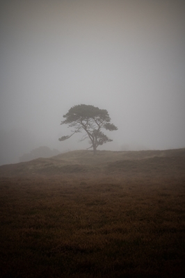 Un arbre dans la brume