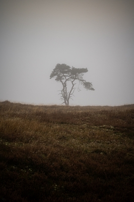 Ett ensamt träd på heden