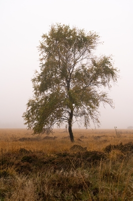 A tree on the moor
