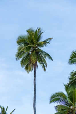 Trooppinen palmu