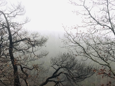 Des branches dans le brouillard