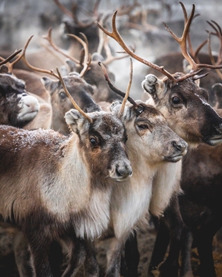 Reindeers with personality