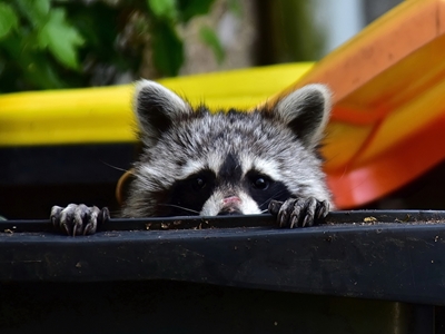 The raccoon in the bin