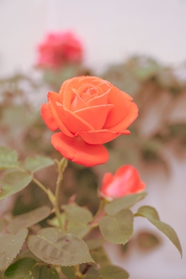 Vintage retro czerwona róża