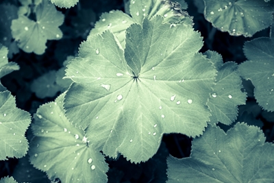  Leaves with dew drops