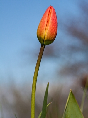 Bourgeon de tulipe