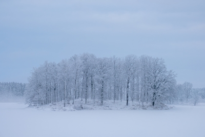 Árvores de Inverno