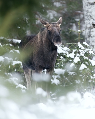 Moose in snowy landscape