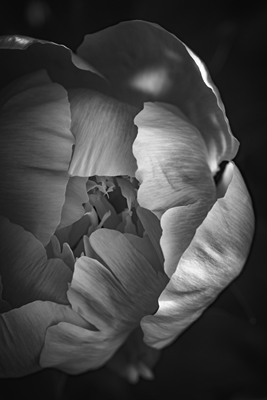 Rose i svart-hvitt