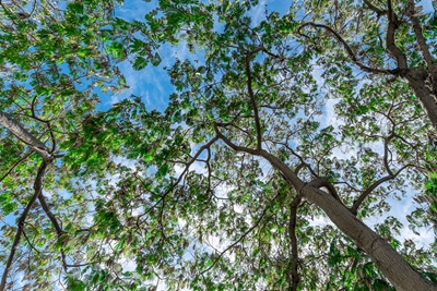 Tree canopy and blue sky