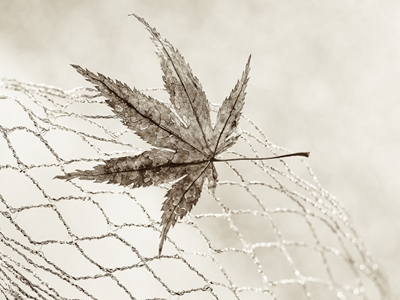 Stilllife "Leaf in a net" II