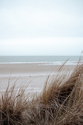 Tráva z plážových dun