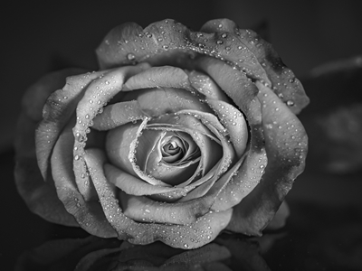 Blomhuvud av en ros 