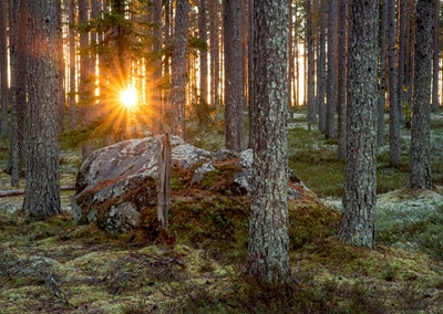 Solnedgang i skoven