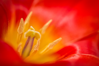Rode Tulp in close-up