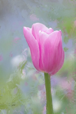 Eine einfache Tulpe
