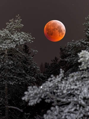 Lune de sang sur paysage hivernal