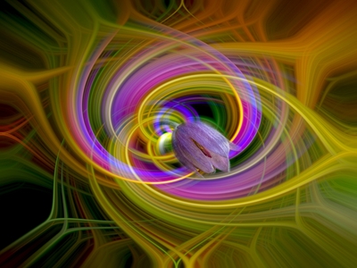 Pasqueflower in un'esplosione di colore