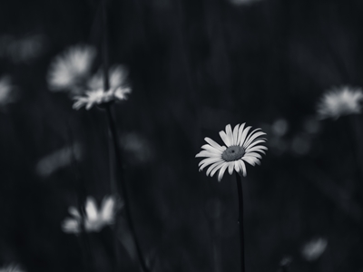 the daisies
