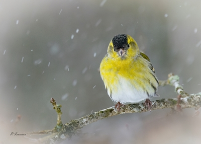 fågel i snöfall