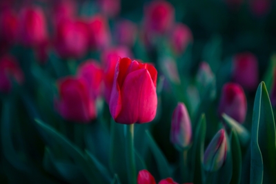 Tulip Field - Fine Art