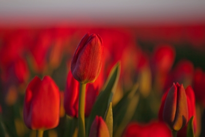 Knallrøde tulipaner i åkeren