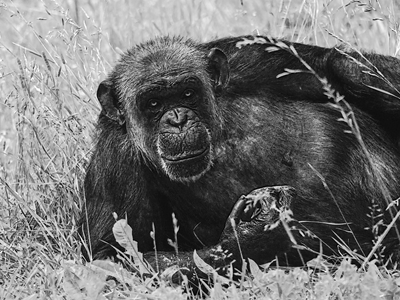 Female Chimpanzee Linda