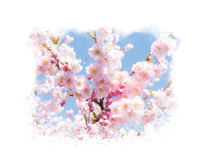 Cerisier en pleine floraison