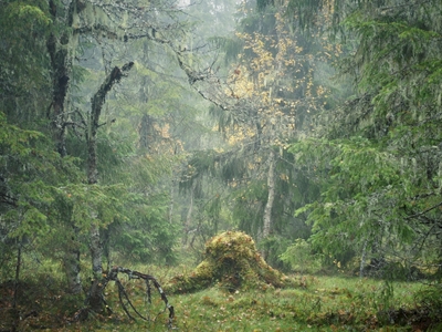 Autunno e nebbia nella foresta vetusta