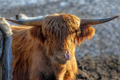 Skotska Highland boskap