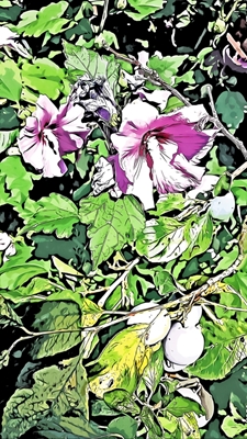 Hibiscus-vaalea
