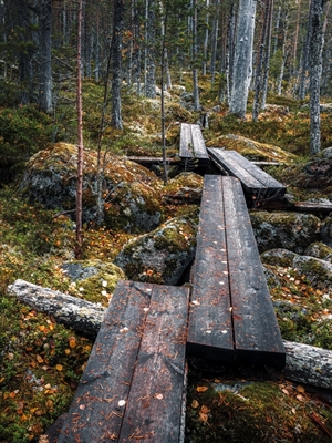 Ścieżka przez zaczarowany las
