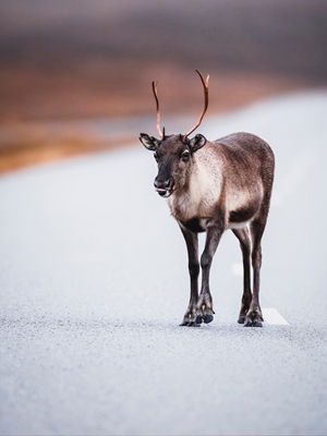 Cheeky reindeer