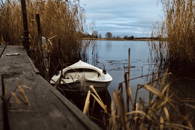 Rowing Boat in the Reed
