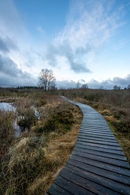 Wooden footbridge over the bog