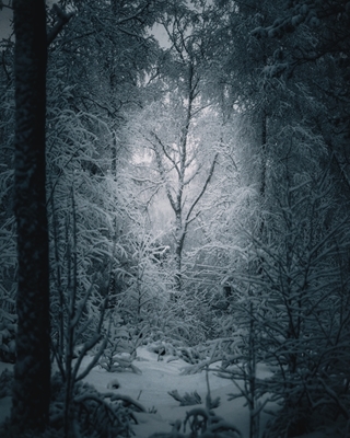 Zimní stromy