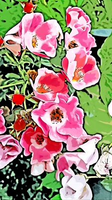 Rosehip blomster