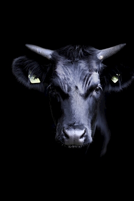 The black cow