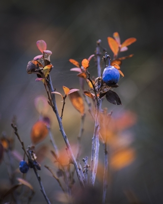 Autumn blueberry