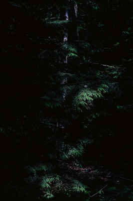 Wald 01