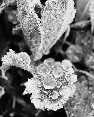 Frost and flowers
