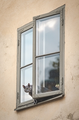 Kissa ikkunassa