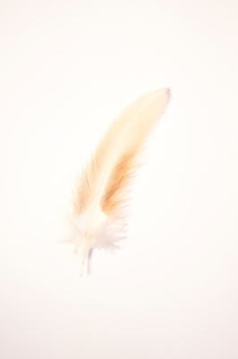 Soothing neutrals feather