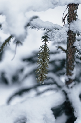 Agujas de pino en invierno
