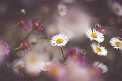 Dance of the daisies