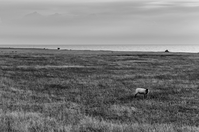 Ovce v Havängu